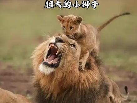 小狮子胆子太大了,一见雄狮就骑在雄狮脖子上扯它的鬓毛