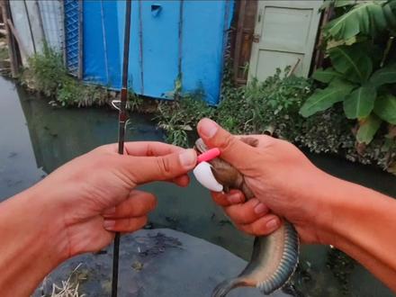 钓鱼还得是臭水沟。#路亚 #路亚野钓 #雷龙