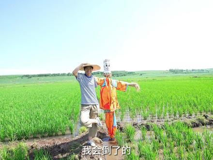 没想到#稻草人 也可以是#稻田鸭 的守护神,这样的#稻田风光 你收到了吗#我的乡村生活 #新农人