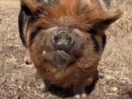 和你朋友一样可爱的小猪#昆昆猪 #猪 #动物科普 #神奇动物在抖音#萌宠出道计划