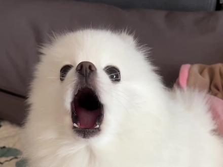 豆腐~~~嗷呜~~~ #博美#狼嚎小狗