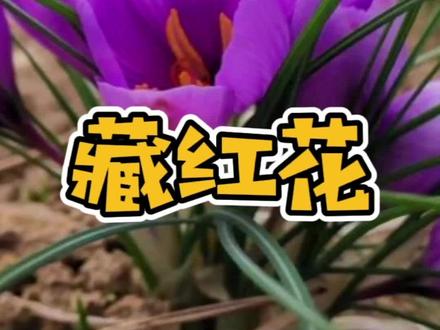 杭州人绝对想不到,全球品质最高的藏红花就产在大杭州#爱的原乡爱在17 #醉三都 #乡村守护人 #藏红花 #旅行大玩家 #导游杭铁头 #共同富裕看浙里