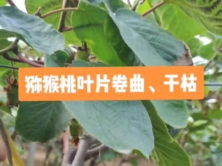 猕猴桃叶片卷曲、干枯掉落#猕猴桃