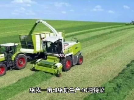 雾培技术栽培食用穿心莲亩产万斤 #现代农业 #三农 #有机蔬菜