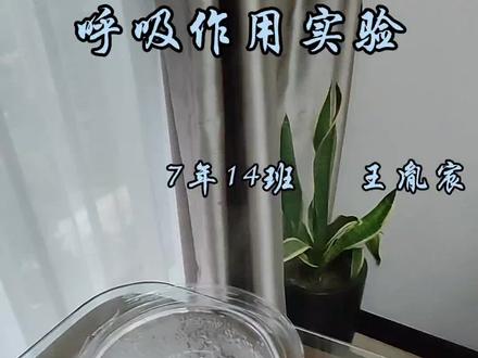 #在家做实验 初中孩子生物实验
