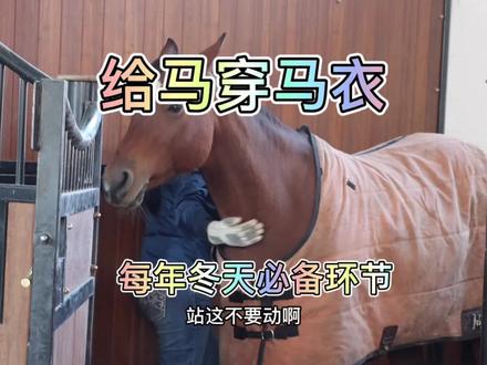 给马穿马衣,马的马衣除了有点沉,还是很好穿的