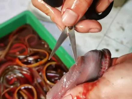 #鳝鱼 你们见过鳝鱼里面的寄生虫吗?今天第一次见,简直把我惊呆了,一条鳝鱼里面居然有三条铁线虫!#寄生虫