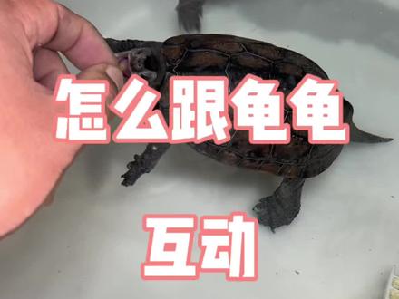 不要着急跟龟龟互动#乌龟 #龟宠时代 #龟类 #养龟人 #养龟日常