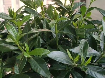 秋季养小叶栀子花,一定要“狠”修剪,才能开爆花 #栀子花