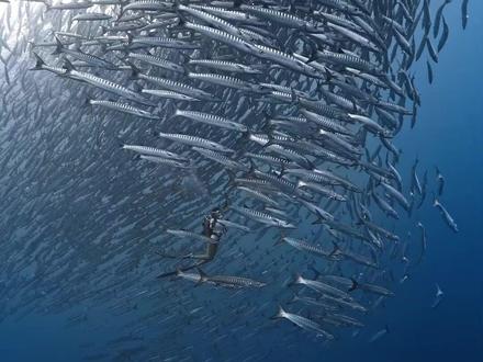野外遇到这些动物,千万别想靠近 #神奇动物在抖音 #动物科普