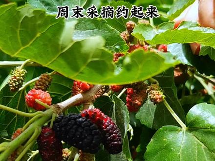 桑葚采摘正当时 #库尔勒#采摘采摘啦