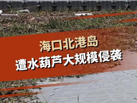 海口北港岛遭水葫芦大规模侵袭 #海口北港岛 #水葫芦