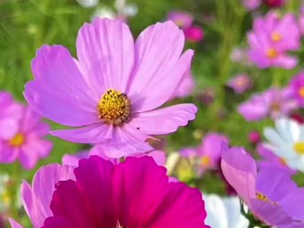 波斯菊,也叫格桑花,八瓣梅,扫帚梅等,是一种象征幸福的花,和百日草,硫华菊,金鸡菊,黑心菊,二月兰等组成野花组合,打造花海,美丽乡村,公园绿化首选品种#波斯菊 #金鸡菊 #野花组合@抖音小助手 @抖音创作者中心