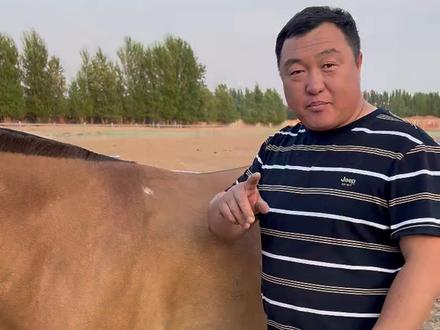 你们知道鹰膀马吗#马匹知识 #养马人 #爱马 #马