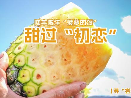 【寻“尝”汕尾】
陆丰陂洋“菠萝的海” 甜过“初恋”
汕尾日报记者 陈茂辛 摄