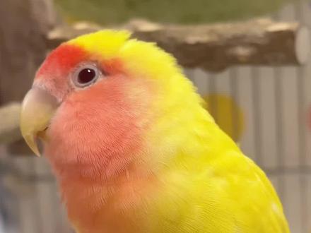 省流:秃的地方已经长出羽毛了#牡丹鹦鹉 #黄桃牡丹鹦鹉 #成长记录 #小黄鸡 #养鸟经验分享