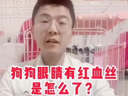狗狗眼睛有红血丝是怎么了?