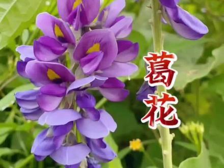 葛花是葛藤开的花。葛藤是豆科葛属的多年生藤本植物,其花呈蝶形,通常为紫色或紫红色,簇生于花序上,花期多在夏秋季。葛花可晒干后泡茶或作为药膳原料。
①葛花最著名的功效是解酒,能缓解酒后头痛、头晕、恶心、呕吐、烦渴等症状。其含有的皂角苷和异黄酮类成分可加速酒精代谢,减少酒精对胃肠黏膜的刺激,保护胃黏膜。酒前饮用可提前形成保护屏障,减少酒精吸收,延缓醉酒。 酒后饮用促进酒精分解,缓解宿醉不适,如《滇南本草》记载其可治“胸膈饱胀、呕吐酸痰”。
唐初 · 王绩诗《食后》:“葛花消酒毒,萸蒂发羹香”。
唐 · 韩翃《送王少府归杭州》:“葛花满把能消酒,栀子同心好赠人”。
清 · 南龙翼《新秋喜晴》:“饥飧菰米饭,醉饮葛花茶”。
葛花可以护肝养胃。葛花能减轻酒精对肝脏的损害,促进肝细胞修复,同时改善胃肠功能,适用于饮酒过量导致的肝胃不适。
用葛花三至九克煎汤、泡茶或入丸散,常与木香、砂仁等配伍增强疗效。其解酒功效使其在中医养生中广受推崇,被誉为“千杯不醉花”。
低血压患者、心动过缓者、脾胃虚寒者及孕妇慎用。葛茶不宜长期服用,无酒毒者不宜服用,以免损伤津液。