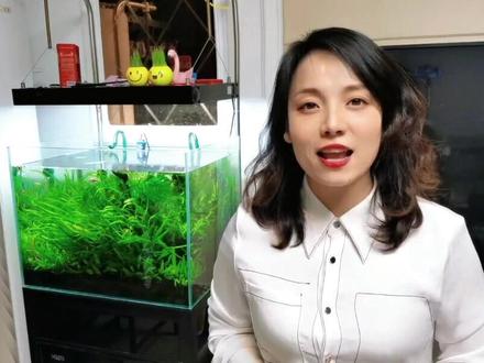 透透糖到底是镰刀手还是梦想家?#透透糖 #透透糖课程 #小娟