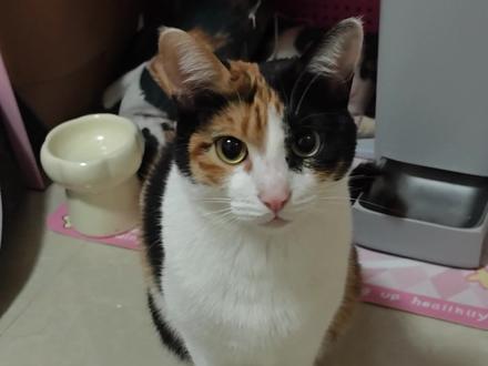 咪今天表现很好,我是说很好笑#我和我的猫 #超级无敌大开门