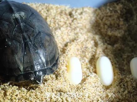 麝香产蛋孵化记录 #麝香 #麝香蛋龟 #蛋龟 #乌龟孵化 #养龟日常