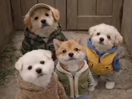 #萌宠出道计划 #即梦ai #神奇动物在抖音 #宠物成精啦 #养宠人的治愈谁懂啊 韩语小狗怎么说 韩语小狗ai 韩语小狗制作教程 韩语小狗 韩国ai小狗视频怎么做的 韩语小狗特效 韩语小狗视频 韩语小狗跳舞 韩语小狗狗 韩语小狗歌曲 小狗说话ai 小狗说话配音 小狗说话 小狗说话视频 小狗说话特效 小狗说话韩语 小狗说话博主 小狗说话素材 小狗说话搞笑 小狗说话声 ai小狗说韩语教程 韩国ai小狗视频怎么做的 ai小狗说韩语羊咩咩 ai小狗 ai小狗说韩语怎么制作 ai小狗说韩语 ai小狗说中文 ai小狗说韩语小羊 ai小狗说话 ai小狗说韩语红薯