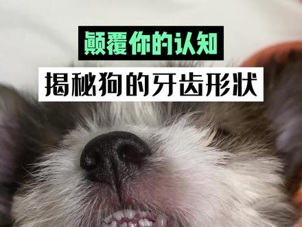 小狗牙齿形状原来是这样,你是不是也没见过?#萌宠 #萌宠出道计划#宠物 #狗狗 #动物@DOU+小助手