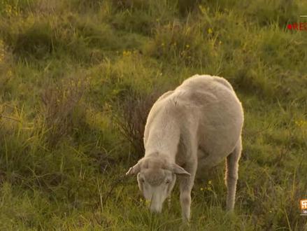 8生态系统的组成