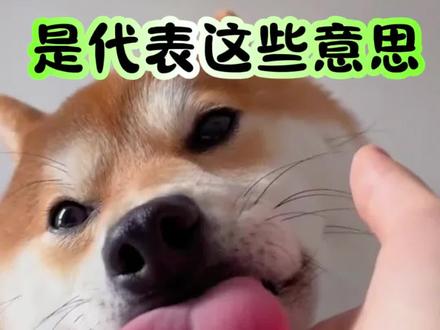 狗狗舔你不同部位是代表这些意思#狗狗 #养狗经验分享 #养宠进阶指南 #养狗小知识