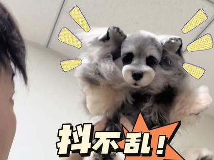 怼脸拍的角度,怎么抖都不变形的造型去哪里找!赶紧跟着学起来吧。#雪纳瑞造型 #宠物美容#宠物美容培训#宠物美容学习#萌系造型