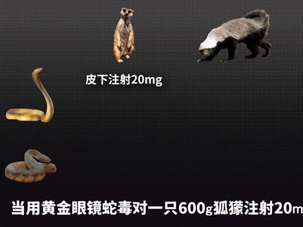 蜜獾VS獴哥!两大吃蛇高手!谁更能抗蛇毒? #动物科普 #蜜獾平头哥 #动物冷知识 #百科知识