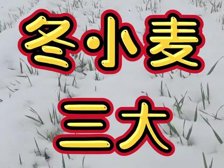 冬小麦,三大防寒抗冻措施#小麦 #冬小麦 #防寒 #防寒抗冻 #小麦打药 @抖音小助手