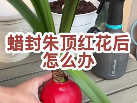 蜡封朱顶红花后简单几步操作明年还能复花#抖音好物年货节 #朱顶红