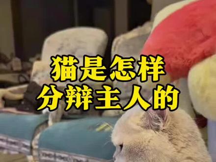 猫是怎样分辩主人的 #养猫知识#猫咪#科学养猫#新手养猫