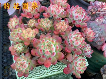 夏天特别喜欢白凤,但冬天变成负担了,集中在一个花架上方便管理 #多肉植物 #多肉蓝苹果 #多肉羊脂球 #多肉小粉梅 #多肉白凤 #小周的花园梦 #记录多肉生活