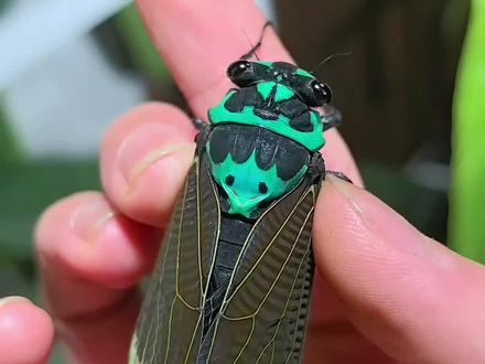 分享30种不同的“蝉”,你都见过几种?#知了 #蝉 #涨见识了