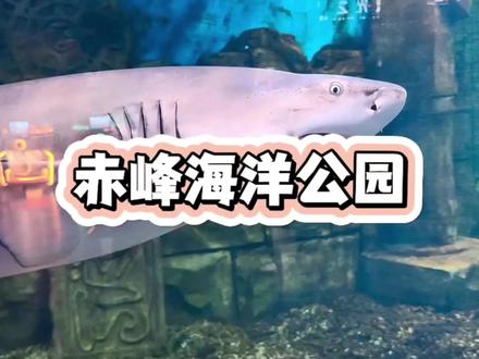 赤峰海洋公园特惠活动来了#海洋馆推荐 #赤峰海洋公园 #假期去哪玩 #亲子游玩好去处