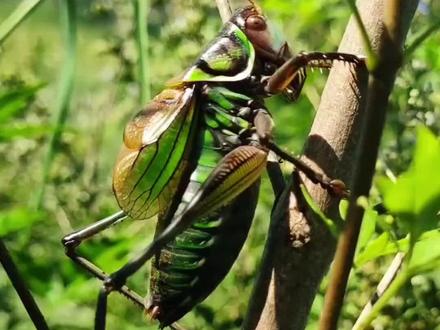 你还听过哪些虫叫声?#动物科普 #虫叫的声音 #昆虫