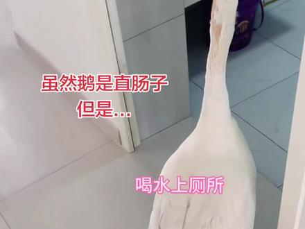 鹅是怎么学会上厕所的 虽然地球人都知道鹅是直肠子,但是只要你喜欢养鹅,有足够的耐心,那你也可以做到哟!#大鹅#大鹅在蹲坑上厕所 #万物皆有灵性 #小微是只鹅
