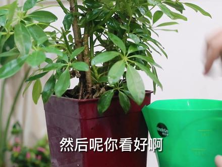 鸭脚木叶片变黑怎么办?#一木养花秘籍