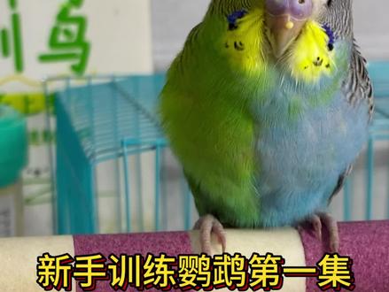 怕人鹦鹉亲人度简单训练第一集 怕人怕手训练笼养虎皮室内上手亲人,简单教程,新鸟到家,准备工作,准备好训练鸟笼,小笼子,蛋小米,然后注意保温,天气冷的地方一定要保温,小鸟有出现任何状况,为电解质生菌,然后保温,不要训练,等好了之后才能进行训练。#虎皮鹦鹉 #鹦鹉 #鹦鹉日常 #养鸟 #笼养虎皮