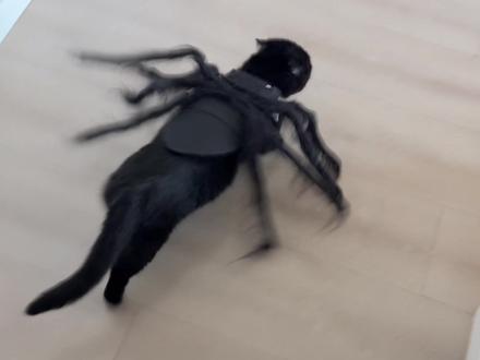 到底是谁给猫设计的这种衣服啊?! #萌宠过节可爱到犯规 #金牌育言家#聪明小脑袋国宝也可AI #走进出色的家#沈梦辰说衣柜着火先救领证白衬衣