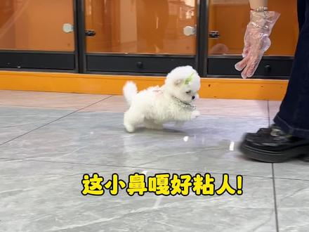 这小鼻嘎怎么好像同手同脚的? #小气鬼 #跟狗子都能闹掰的人 #韩系小比熊 #不养狗不知道养狗的乐趣