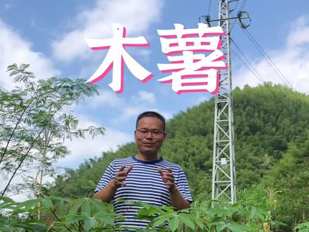 木薯被誉为淀粉之王,你也许没有见过,但你可能吃过,因为珍珠奶茶的珍珠就是木薯粉做的#抖音自然 #乡村守护人 #新农人计划2022