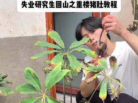 一个只有云南人才吃的菜 #记录大山里的农村生活