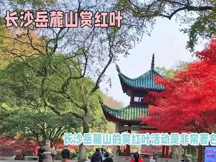 长沙岳麓山赏红叶,最佳时节已到! #红叶🍁 #最美红叶 #满山遍野映山红 #一叶知秋