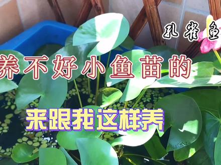 养不好孔雀鱼小鱼苗的,来跟我这样养,成活率高还简单