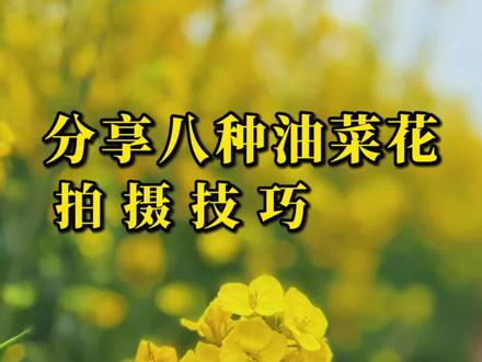 油菜花开了,分享八种油菜花拍摄技巧,你确定不学一下?#手机摄影#拍摄技巧#油菜花 #油菜花的季节