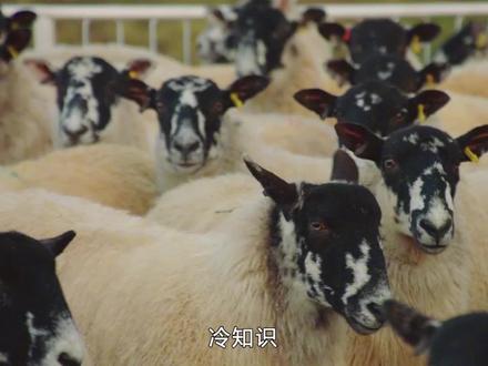 羊原来是一夫多妻制,一头公羊,就能让80头母羊怀孕 #奇妙的动物 #动物 #奇怪的知识 #纪录片