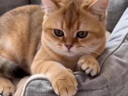 用AI做宠物带货视频,真的很简单! #豆包app #宠物带货 #ai #豆包 #提示词